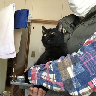 美しい瞳とスレンダーなスタイルの黒子猫