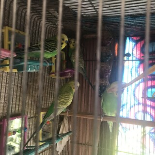 セキセイインコ11羽　赤羽北