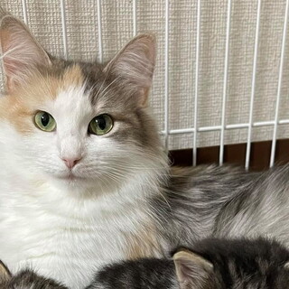 美しいダイリュートキャリコ（薄い三毛柄）の女の子