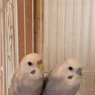 セキセイインコ雄雌