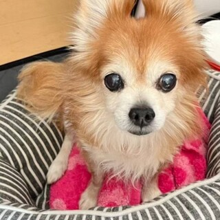 チワワの女の子 渚ちゃん