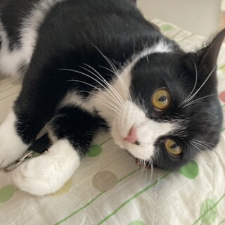 保護猫を迎えよう‼️はちわれ８ヶ月