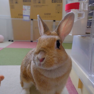ネザーランドドワーフ