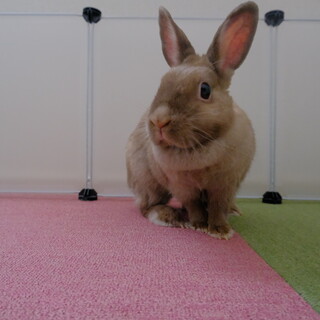 ネザーランドドワーフ