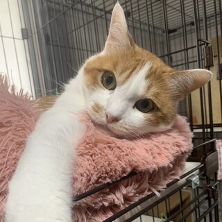 食いしん坊の茶白の男の子　ミルク♡