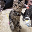 ガイ君　生後8ヶ月　オス　キジトラ長毛