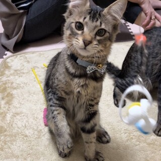 ガイ君　生後8ヶ月　オス　キジトラ長毛