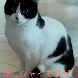 猫の里親会inジョイフル本田荒川沖店