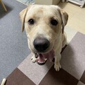 ラブラドール譲ります