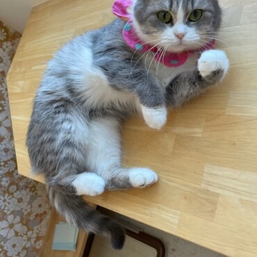 トライアルへ出発したモモちゃん