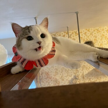トライアルへ出発したココちゃん