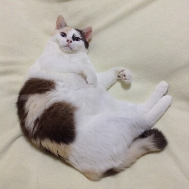 今は天使のお仕事をしているミーコさん