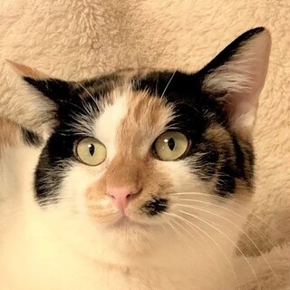 おもてなしにゃんこ♪１１ヶ月☆セージーちゃん