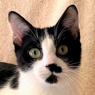 アゲアゲにゃんこ♪１１ヶ月☆洋介くん