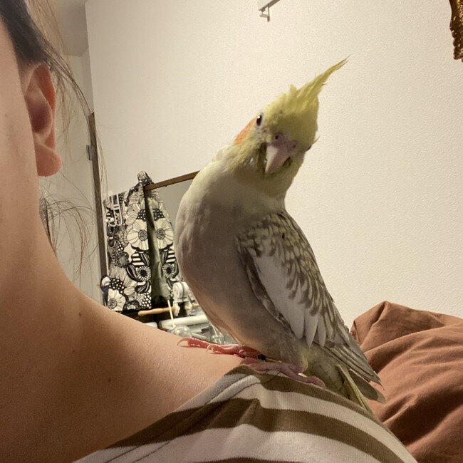 ゆきんちょnのカバー写真