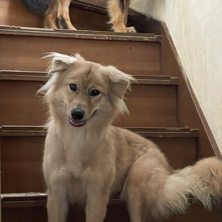 元野犬のふわふわ女の子、すみれちゃん