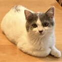 【かん】おかげさまで里親様が決まりました！