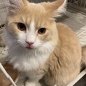 マンチカン(長足)