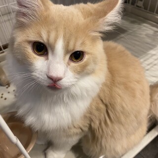 マンチカン(長足)