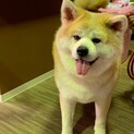 秋田犬