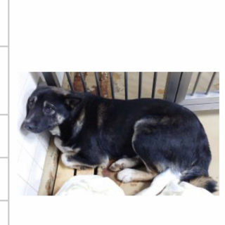 収容され1週間の期限があります