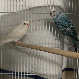 知人が公園で見つけたセキセイインコ