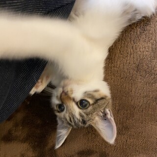 白キジの女の子★４ヶ月ジュジュちゃん★人馴れ◎