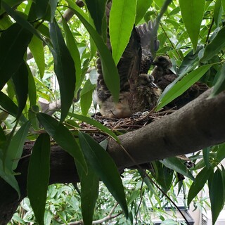 純血のネコ2匹です