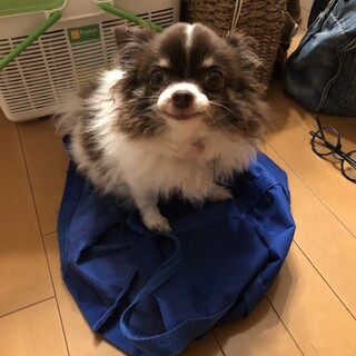 チワワの女の子