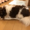 チワワの女の子 サムネイル3