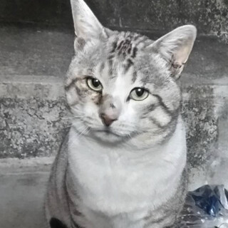 久留米　サバシロ　オス