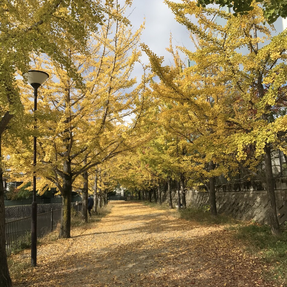 ポーリンのカバー写真