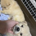 野犬の子犬 
