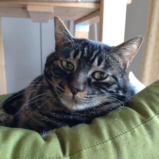 募集停止中　アメショ風　甘えるジャニ君