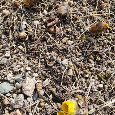 例年通り福寿草✾が芽を出して♪銀太の誕生日が近い事を知らせてくれる＾＾