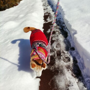 葵のお腹まで積もったね☃
