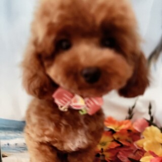 トイプードル　♀