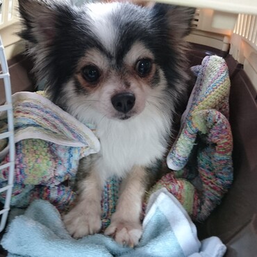 つきまるは大阪の保護さんから1人で飛行機に乗ってきました。怖かったろね。とても偉かった。