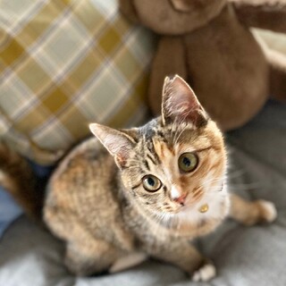 甘えん坊のおしゃべりさん『たんぽぽちゃん』5ヶ月