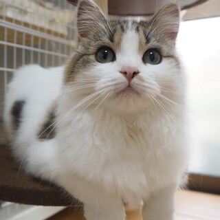 美猫！よもぎさん♪