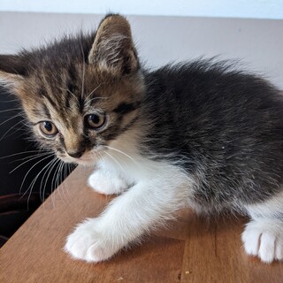 ペルシャ☓雑種　オスのかわいい仔猫です♥