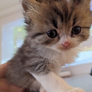 フワフワ仔猫（メス）です。ペルシャ☓ハチワレ