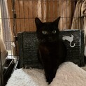 甘えん坊の黒猫アンちゃん