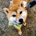 天真爛漫で元気いっぱい！柴犬の椿ちゃん