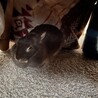 うさ