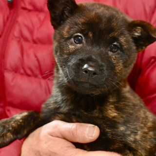 ブリンディちゃん❤️