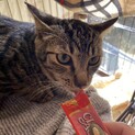 雑種猫キジトラくん生後6〜7ヶ月くらい^ ^