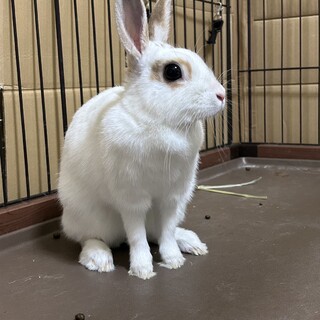 ⭕️急募⭕️うさぎ/メス/1歳半