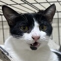 目ヂカラのハチワレ男子の里親さん募集中