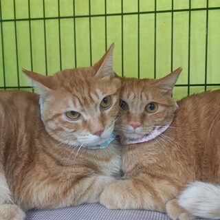 りお&ゆうま☆一歳